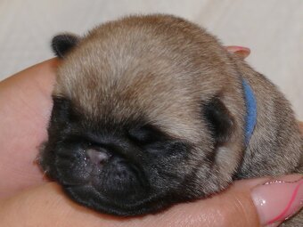 Mops - Štěňátka - 8