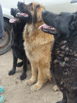Leonberger X NO - 8