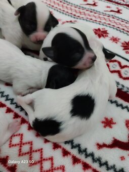 Štěně čivavy - 8