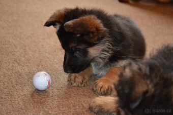 Německý ovčák s PP stěně - 8