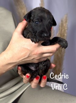 Štěně vipet/whippet/chrt s PP (FCI) - 8