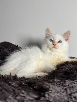 Něvská maškaráda - dva červení princové hledají svůj domov - 8