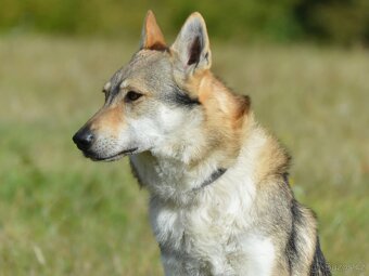 Československý vlčák - 8