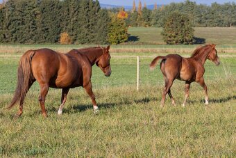 AQH letošní hřebeček se skvělou povahu a původem - 8