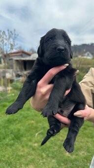 Flat coated retriever - 8