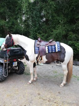 Připouštění homozygot. hřebci APH a Appaloosa - 8