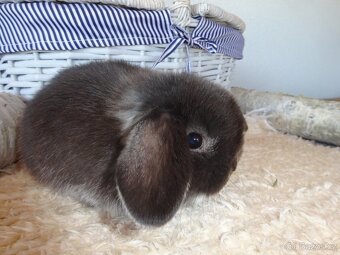 Minilop - sameček - 8