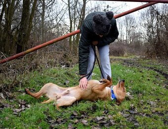 CHULIO K ADOPCI - 1 ROK, UMAZLENÝ, HODNÝ, VHODNÝ K DĚTEM - 8