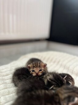 🐾 Koťátka hledají milující domovy 🐾 - 8