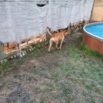 Kříženec Staforda - 8