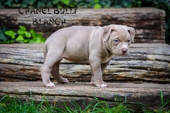 American bully XL/XXL - 8