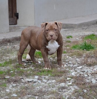American bully - 8