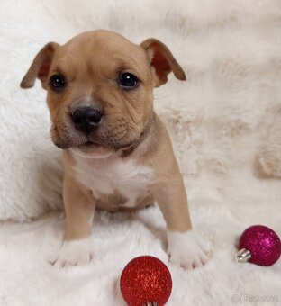 Štěňátka s PP - 8