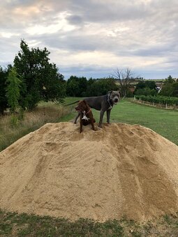 Krytí Americký stafordširský teriér - 8