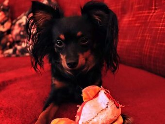 pražský krysařík-nabízím krytí - 8