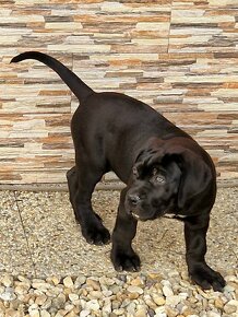 CANE CORSO s PP krásne štenatka FCI - 8