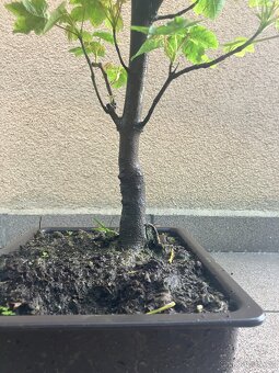 Bonsai, Bonsaj, jamadori, javor mléč - 8