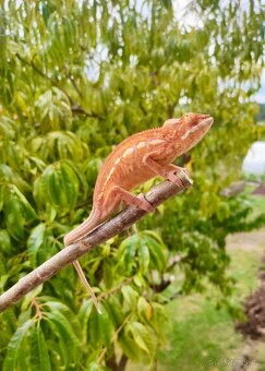 Chameleon pardálí nosy be, terárium - 8