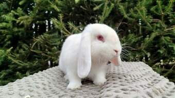 Zakrslý beránek, králíček, králík - WILLIAM - 8