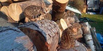 Kočka bengálská - 8