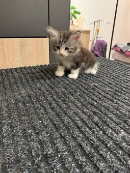 Koťátka Mainské Mývalí - 8