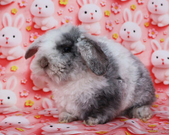 Zakrslý králíček rex beránek LT sameček - 8