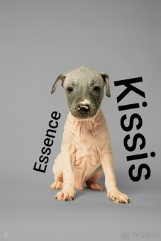 Americký bezsrstý teriér - 8