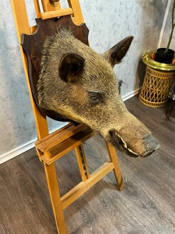 Lovecká trofej - Divoké prase (141047) - 8