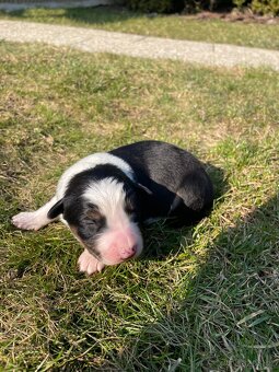 Štěňátko-Border colie Trikolor - 8