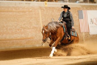 Pripúšťanie QH Palomino -reining - 8