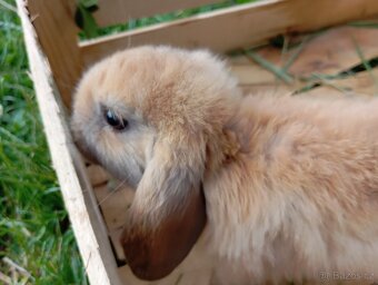 Králíčci beránci - 8