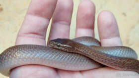 Užovka domácí - 8