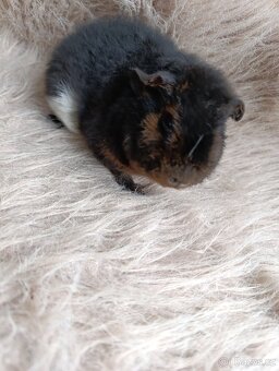 Morče US Teddy / samička / morčátko - 8