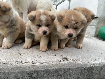 Šteňátka Akita Inu - 8