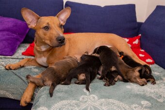 štěňátka křížence - 8