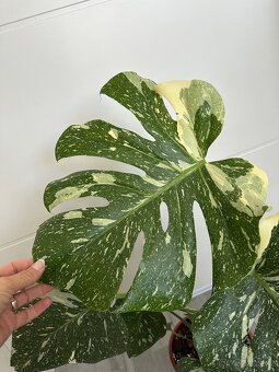 Monstera Thai - 8