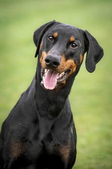 Dobrman - kvalitní štěňata s PP - 8