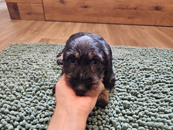 Jezevčík drsnosrstý standard POSLEDNÍ VOLNÁ FENKA - 8