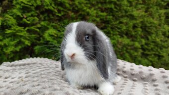 Zakrslý beránek, králíček, králík - HENRY - 8