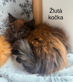 Mainská mývalí koťata - MCO - 8