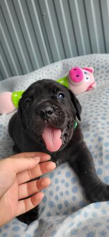 Cane Corso štěňata 🐾 - 8