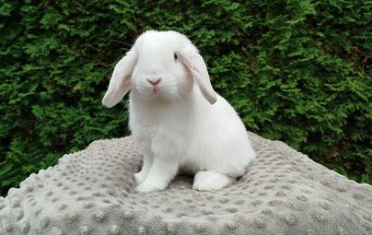 Zakrslý beránek, králíček, králík - NOAH - 8