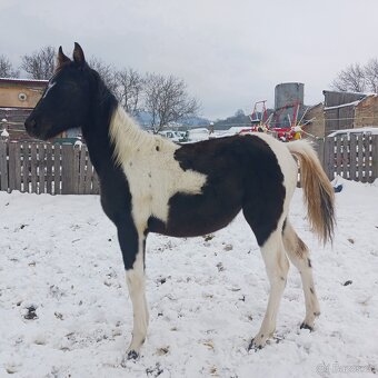 Podílová APH kobylka - 8