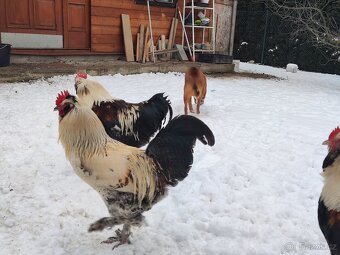 Faverolka velká lososová - kohouti - 8