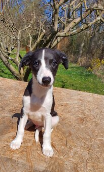 Whippet,Vipet s PP - 8