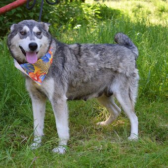 ALEKSIA K ADOPCI - 1 ROK, UČENLIVÁ, AKTIVNÍ, KAMARÁDSKÁ - 8