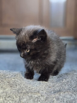 2 krásné holčičky od toulavé kočičky - 8