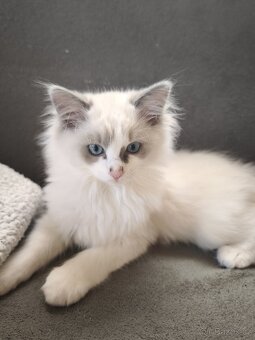 Ragdoll bez PP chlapeček - 8