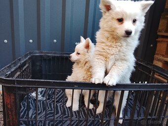 Štěňata-Německý špic střední - 8