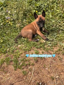 Belgický ovčák Malinois s PP - 8